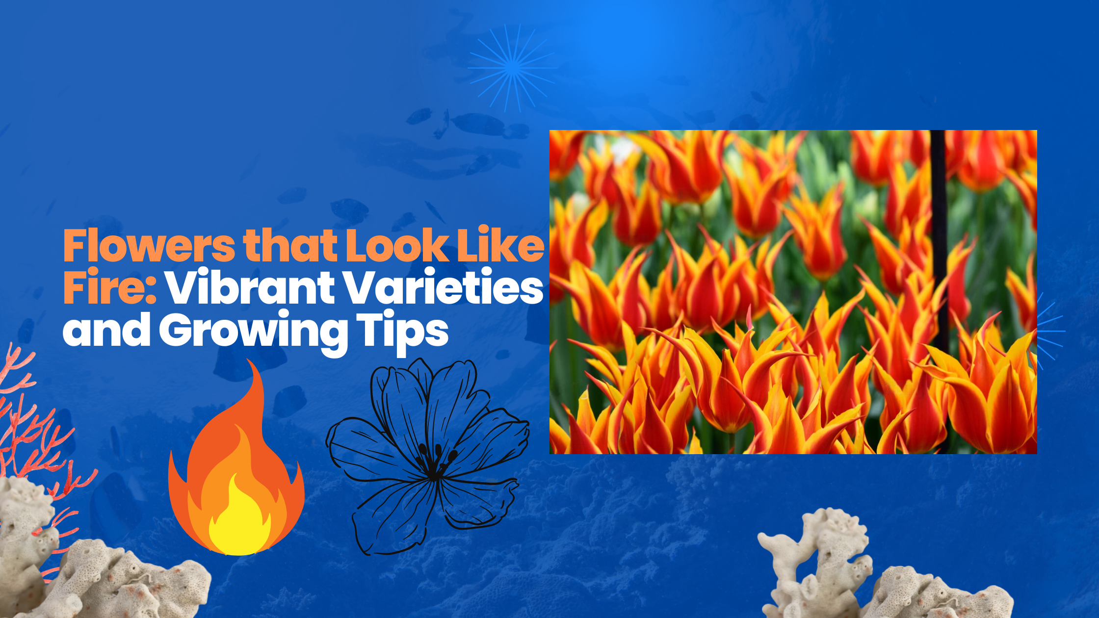 Flowers That Look Like Fire: Vibrant Varieties And Growing Tips